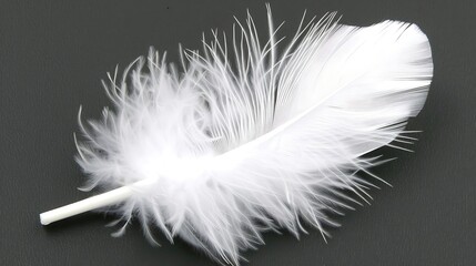 Obraz premium Delicate feather resting gracefully against a dark background offering softness