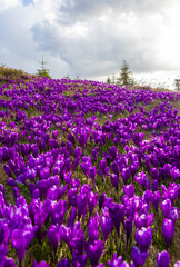 Naklejka premium A carpet of many Purple Crocus Flowers on a mountain field
