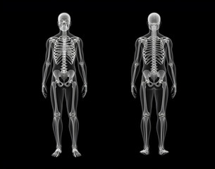 X-ray Human Bone Anatomy