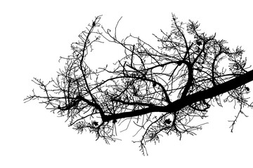 Black and white illustration of natural large old oak tree branch with leaves on white background