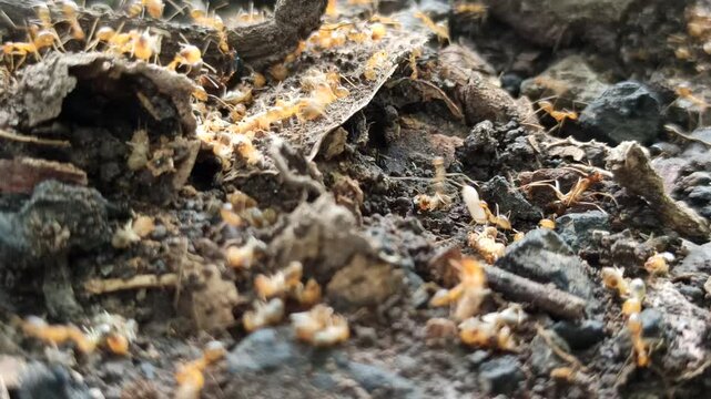 Red ants prey on termites in the sectarian teak tree