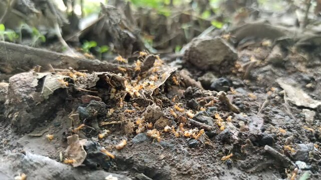 Red ants prey on termites in the sectarian teak tree