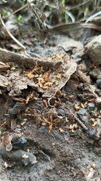 Red ants prey on termites in the sectarian teak tree