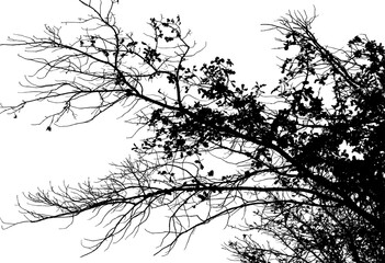 Vector illustration of natural old oak tree branch with leaves on white background