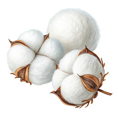 Set of cotton png cotton bolls png cotton set png natural cotton png textile raw cotton png transparent background image