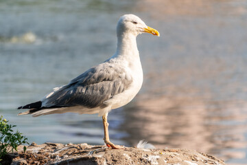 Seagull sits on stone cliff at the sea shore