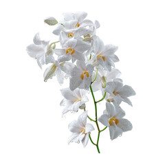 Obraz premium Delicate White Dendrobium Orchids with Dew Drops