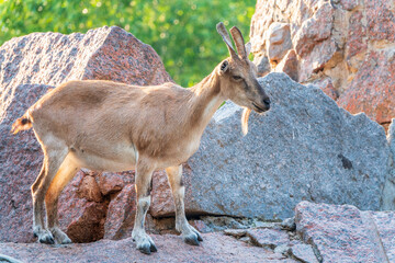 Markhor female on the rock. Latin name - Capra falconeri. Wild goat native to Central Asia, Karakoram and the Himalayas