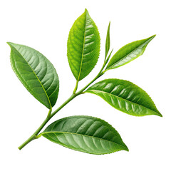 Obraz premium Tea leaves nature png tea leaves png natural tea png green tea leaves png fresh leaves png transparent background image