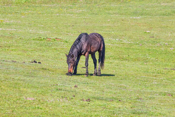 Brown horse grazing in the green meadow. Horse portrait. Horizontal photo. Rural. Animal. No...