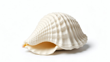 Fototapeta premium A Highly Detailed Isolated and Elegant White Seashell on a Clean Minimalistic Background