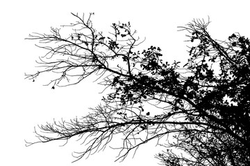 Black and white illustration of natural large old oak tree branch with leaves on white background