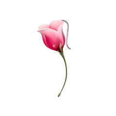 pink rose on white background