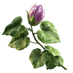 Fototapeta premium Single Purple Hibiscus Flower Bud with Green Leaves on a Dark Green Background