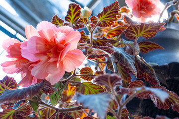 Close up of colourful blooming Tuberous begonias flowers inside a greenhouse in a Japanese garden...