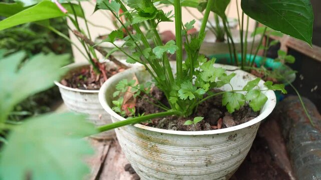 Organic leaf celery (Apium graveolens) growing in a pot, showcasing vibrant green leaves and natural texture. Perfect for urban gardening, healthy lifestyle, and cooking concepts.