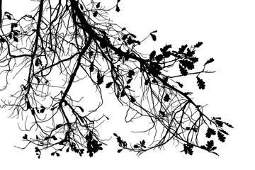 Black and white illustration of natural large old oak tree branch with leaves on transparent background