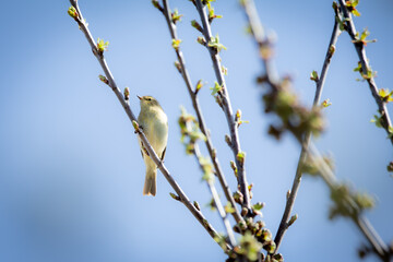 A Chiffchaff (Phylloscopus collybita) performing its courtship display on a branch. The small, energetic songbird flutters on the twig, 