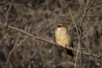 A female House Sparrow (Passer domesticus) in the bushes. The modestly colored bird perches quietly...