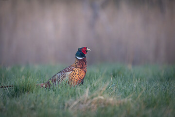 A Common Pheasant (Phasianus colchicus) displaying its mating call on a meadow. The colorful male stands proudly in the grass, calling loudly to attract a mate. 