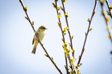 A Chiffchaff (Phylloscopus collybita) performing its courtship display on a branch. 