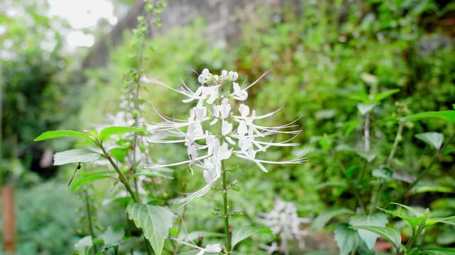 Detailed view of Orthosiphon aristatus (Java Tea) leaves with delicate white flowers, highlighting its use in herbal medicine and tropical gardening.
