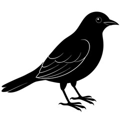 Obraz premium black silhouette of a bird animal