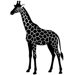 Fototapeta premium black silhouette of a Angora Goat Caterpillar animal 