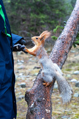 Vertical photo of a red molting squirrel, which stands on a tree trunk in spring and holds the hand of a man in a gray knitted glove, waiting for food - sunflower seeds.