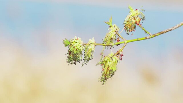 Boxelder (Acer negundo). Close-up of a tree branch swaying in the wind during spring.  Slow motion.