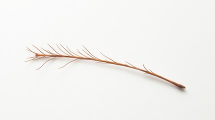 Dried twig on white background