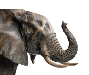 Fototapeta premium Majestic African Elephant Portrait with Detailed Textured Skin, Raised Trunk and Ivory Tusks Showing Wildlife Close-up Isolated on Transparent and White Background