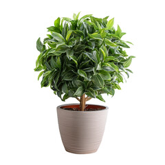 Naklejka premium A lush green artificial plant with detailed leaves, set in a textured gray pot, showcasing a vibrant and realistic appearance.