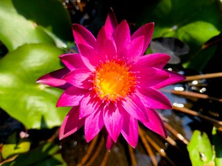 Pink lotus   in pond  , outdoor  Chiangmai Thailand