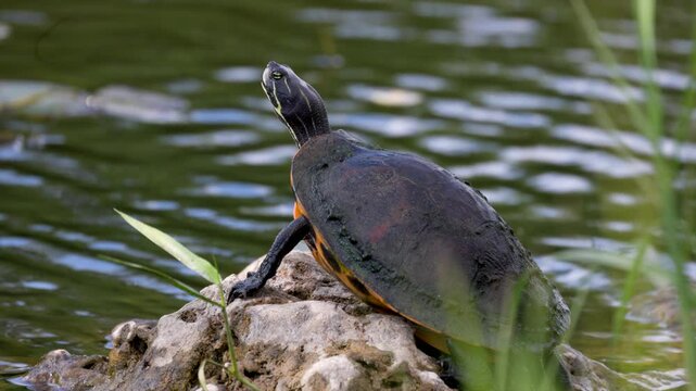 Florida Red-bellied Cooter turtle reptile on rock near water in Everglades national park