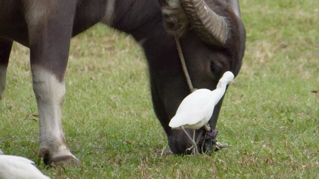 Close up shot of one water buffalo and two egrets in a field during the day in the nature