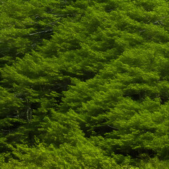 Obraz premium green forest background