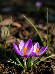 first crocus flowers