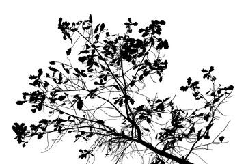 Black and white illustration of natural large old oak tree branch with leaves on transparent background