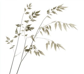 Delicate, muted plants