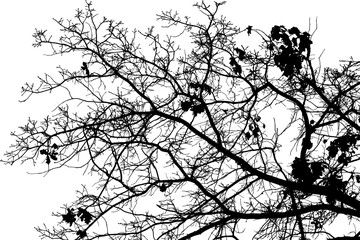 Obraz premium Vector illustration of natural old oak tree branch with leaves on white background