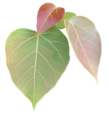 isolated Bodhi leaves, young pink and green heart shape leaves