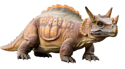 Fototapeta premium Detailed Brown And Tan Triceratops Dinosaur Illustration Against White Background