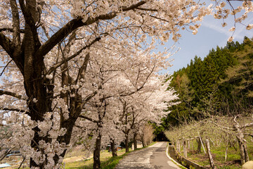 満開の桜の花　春景色　長野県
