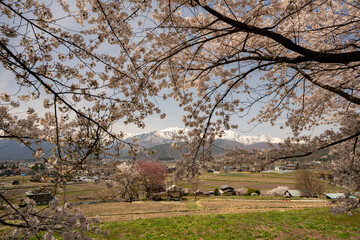 満開の桜の花　春景色　長野県