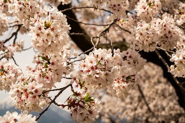 満開の桜の花　春景色　長野県