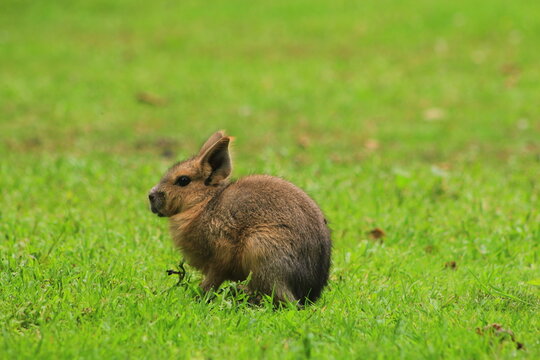 rabbit in the grass