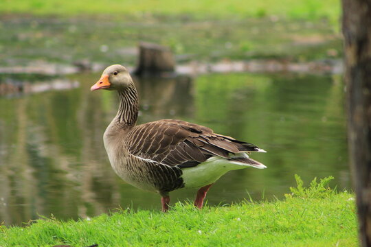 goose on the grass