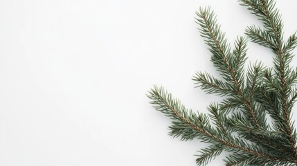 Obraz premium Simple Christmas Fir Branch on White Background