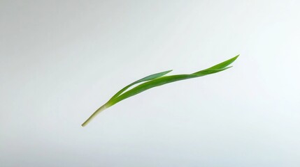 Fototapeta premium Fresh green onion sprout, isolated